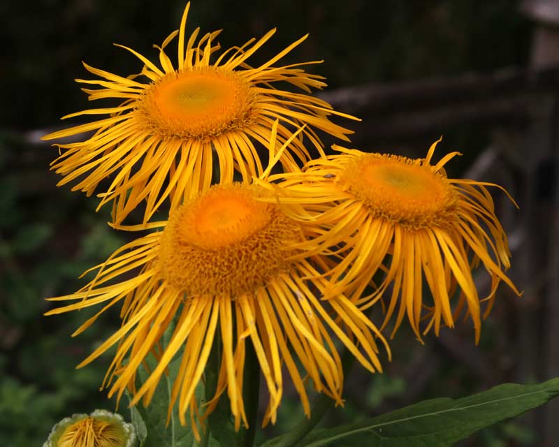 Inula helenium growing in the Physic Garden - Sudeley Castle