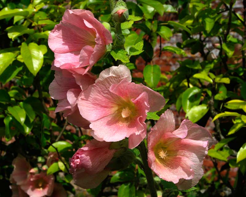 Alcea - many cultivars of hollyhock growing in the summer borders - Cerney Garden