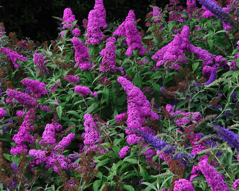 Kiftsgate Buddleja