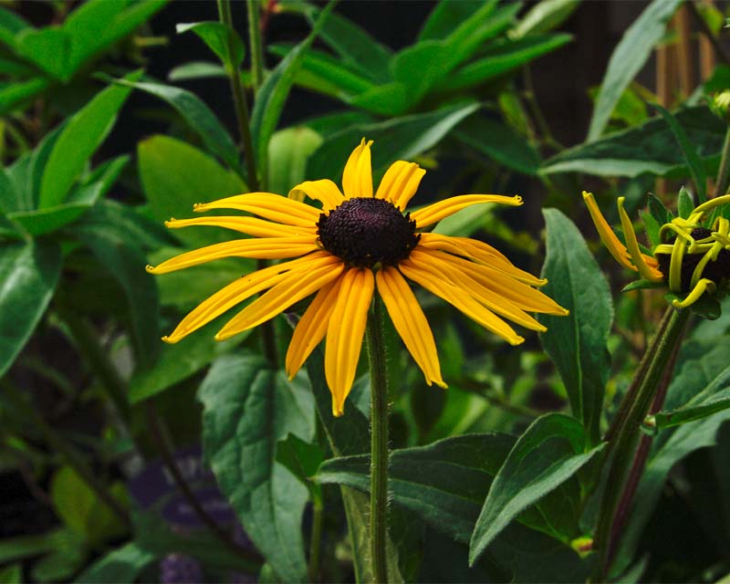 Kiftsgate Rudbeckia Goldsturm