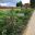 Barrington Court Border