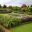 Barrington Court Lily Pond