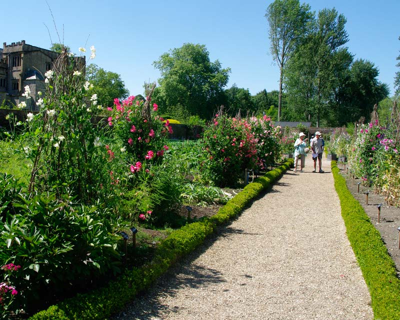 Sweet Peas are a speciality in the Forde Abbey kitchen gardens.