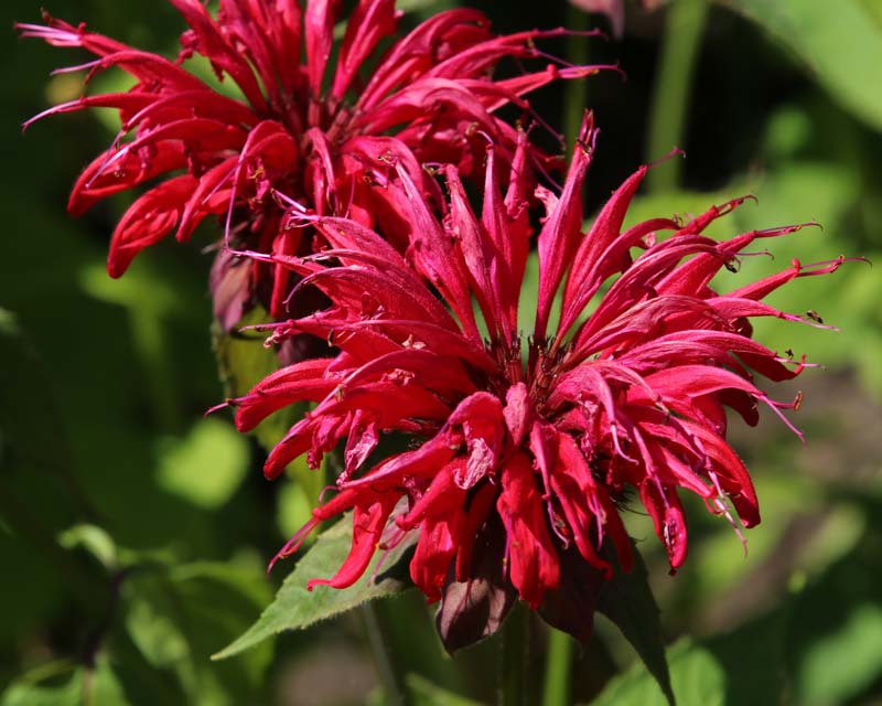 Monarda didyma at Forde Abbey