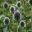 Echinops at Hidcote