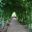 Green tunnel at Hidcote