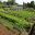 Kitchen Garden at Hidcote