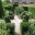 Hidcote Topiary in the White Garden