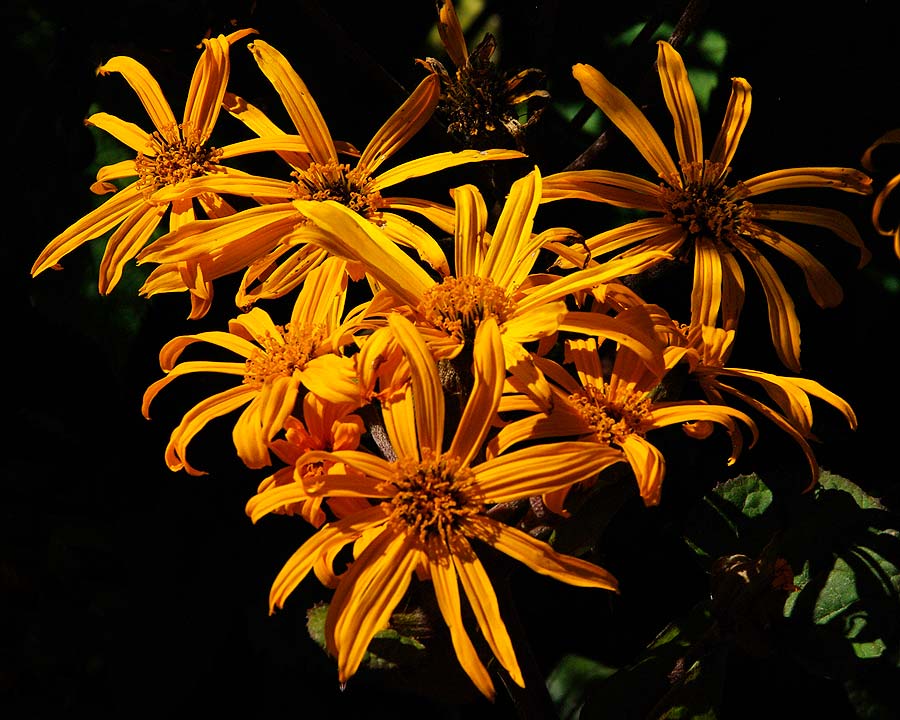 Ligularia dentata 'Desdemona' - summer borders Waterperry Gardens