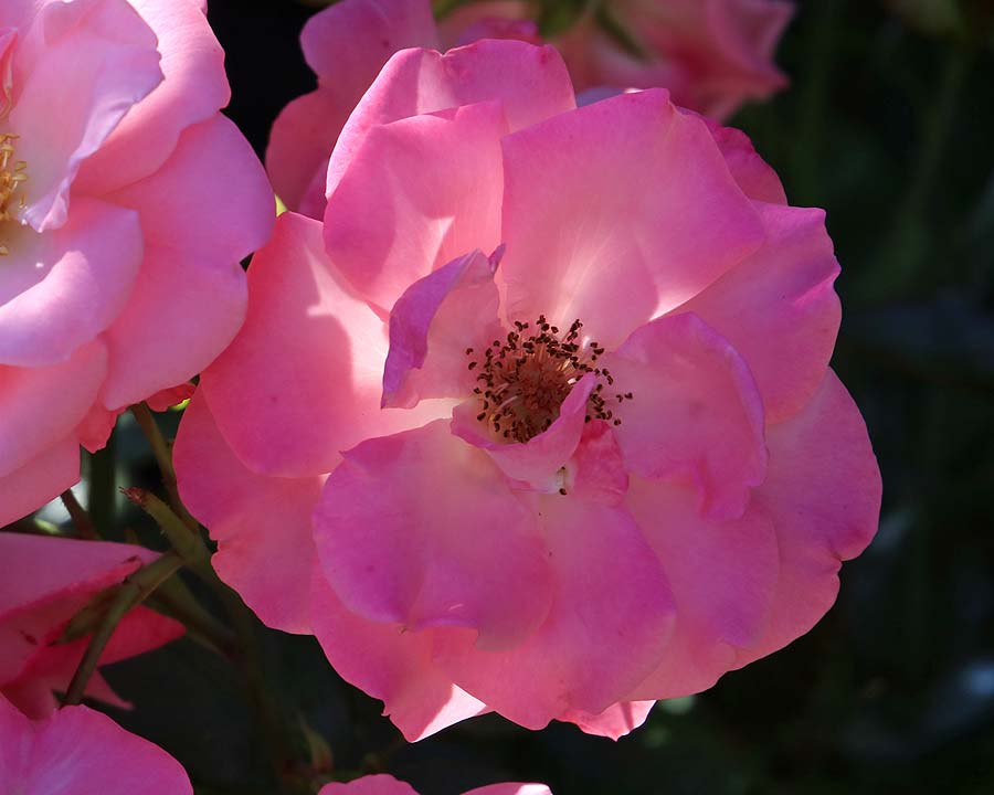 Delicate pink blooms of Rosa 'Anna Livia'