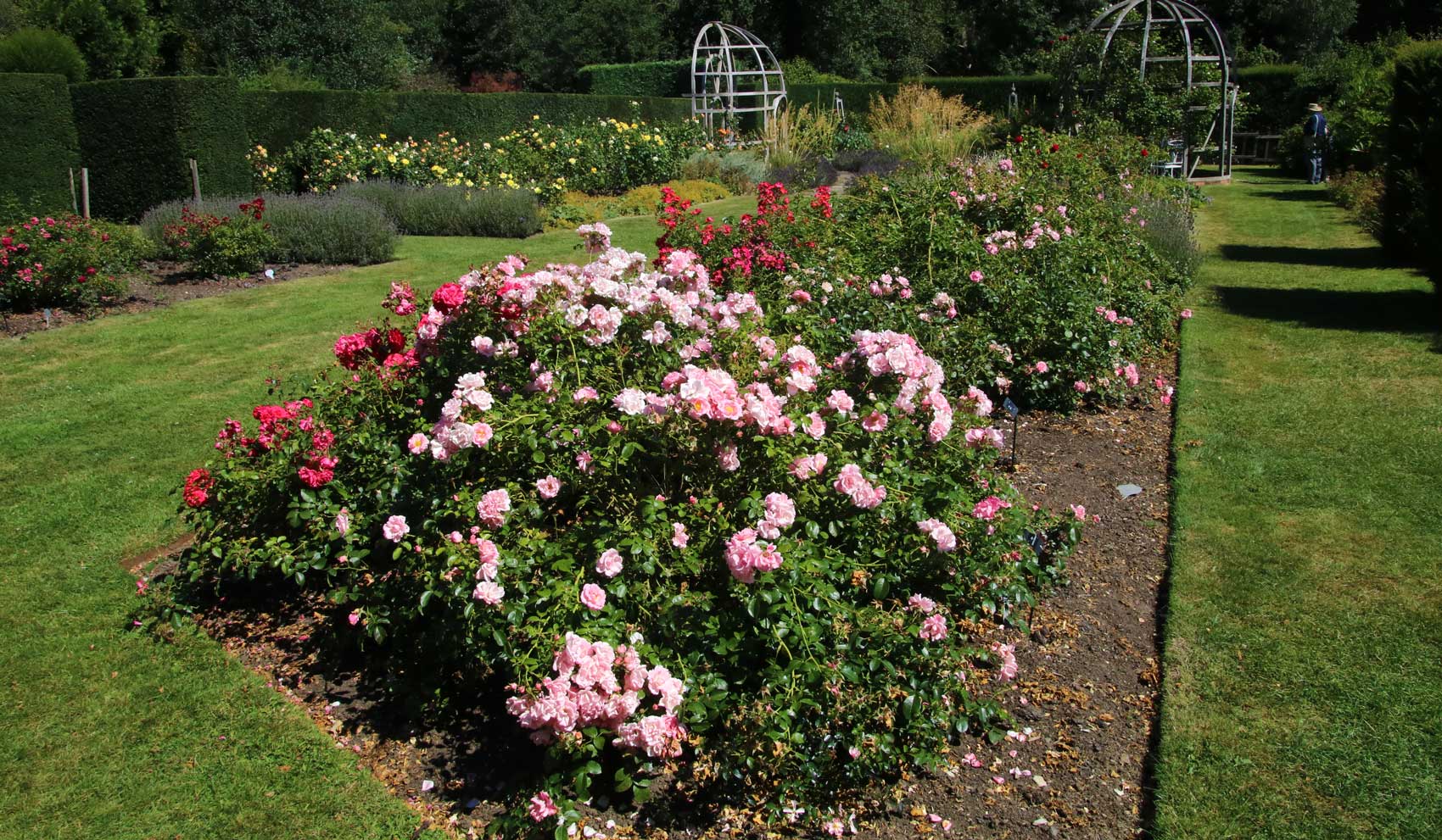 Waterperry Rose Garden