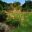 Stipa Gigantea - Waterperry Gardens