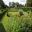 Westbury Court Garden - 17th century Vegetable Plots