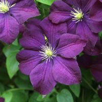 Purple flowered Clematis climbing the walls of the Italianate Garden - Mapperton