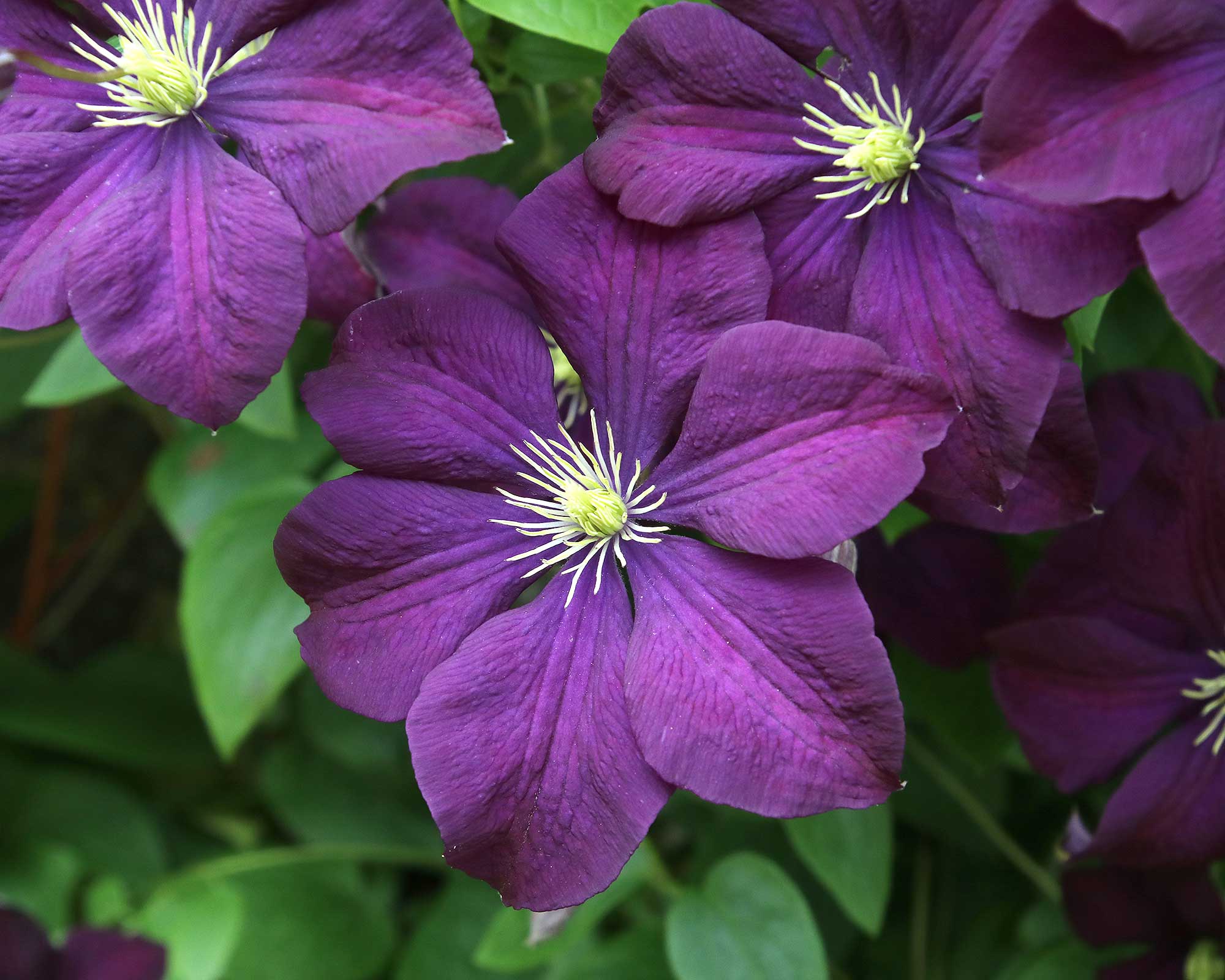 Purple flowered Clematis climbing the walls of the Italianate Garden - Mapperton