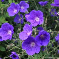 Crane's Bill - Geranium pratense - Mapperton-Gardens