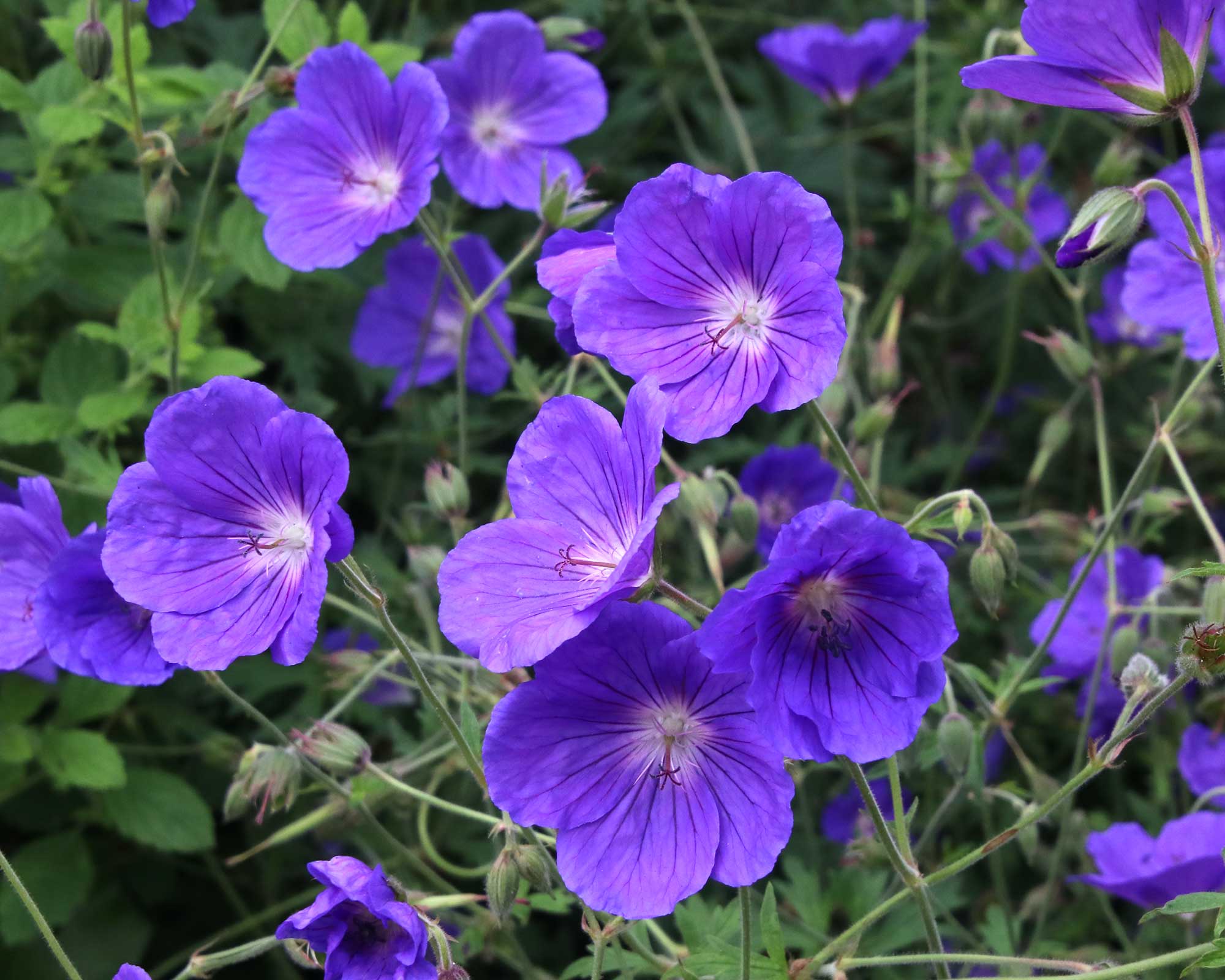 Crane's Bill - Geranium pratense - Mapperton-Gardens