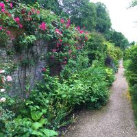 Climbing roses