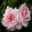 Jane McGrath Rose - blooming in January in the Rose Garden of Royal Botanic Garden, Sydney