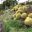 Echinocactus grusonii - growing along the path of Guilfoyles Volcano