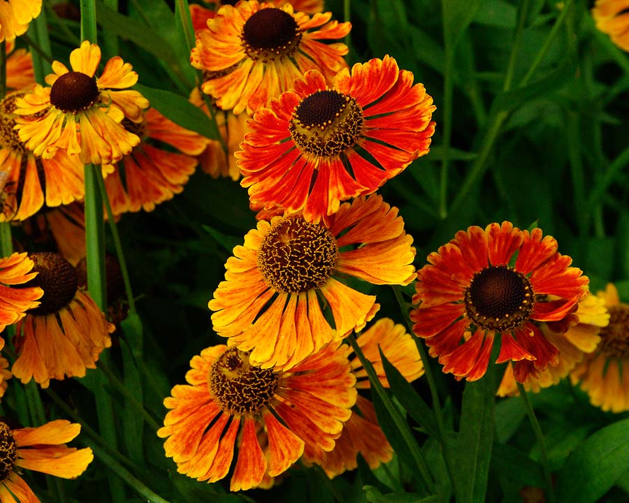 Helenium autumnale, an example of summer perennial colour in the English Garden Hamilton Gardens