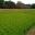 The Rice Fields in autumn - Korakuen Gardens