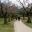 Ume and Cherry trees in autumn - Korakuen Gardens