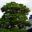 Kinkaku-ji, Golden Pavillion and Garden - Kyoto, Japan 360 year old pine tree