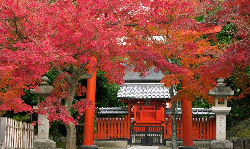 Tenryu-ji Temple Gardens