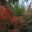 Autumn contrast - red of maples with vibrant green of bamboo growing in Sagano Bamboo Forest