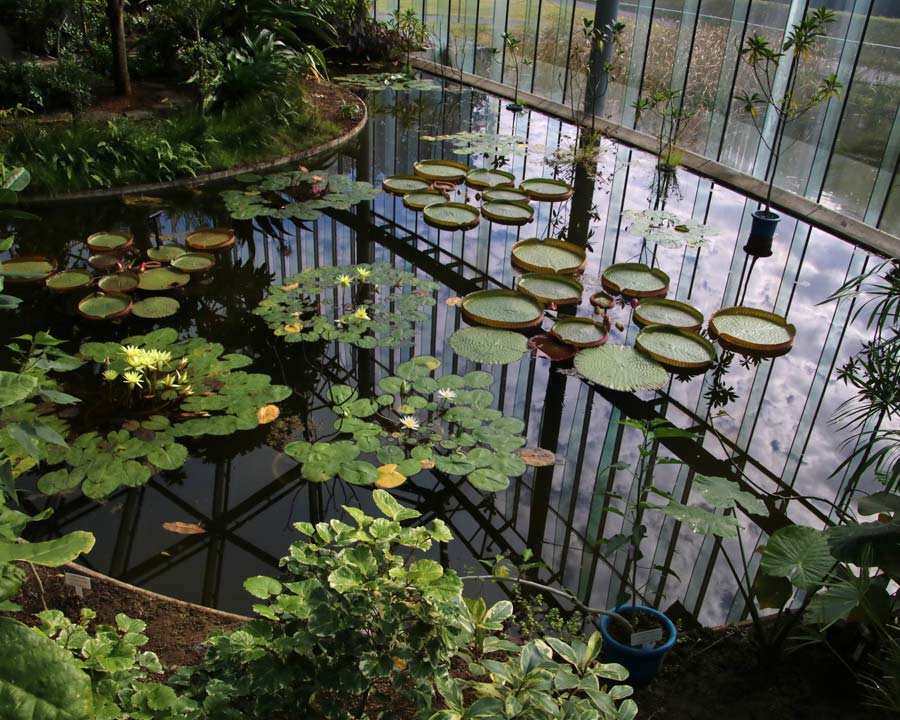 Shinjuku Gyoen, Tokyo, Tropical Glasshouse