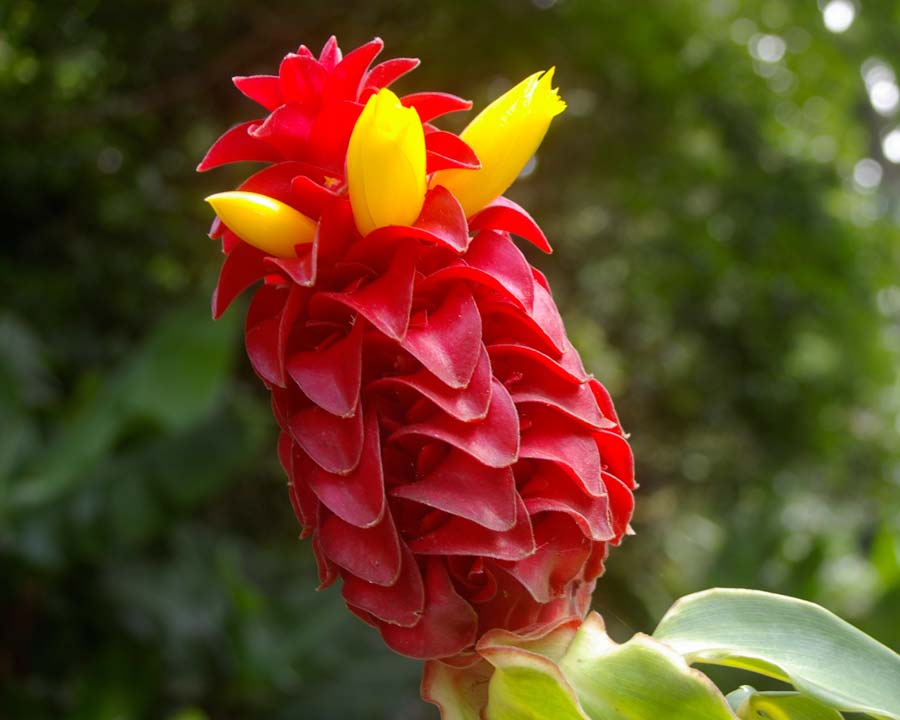 Costas barbatas in the ginger Garden