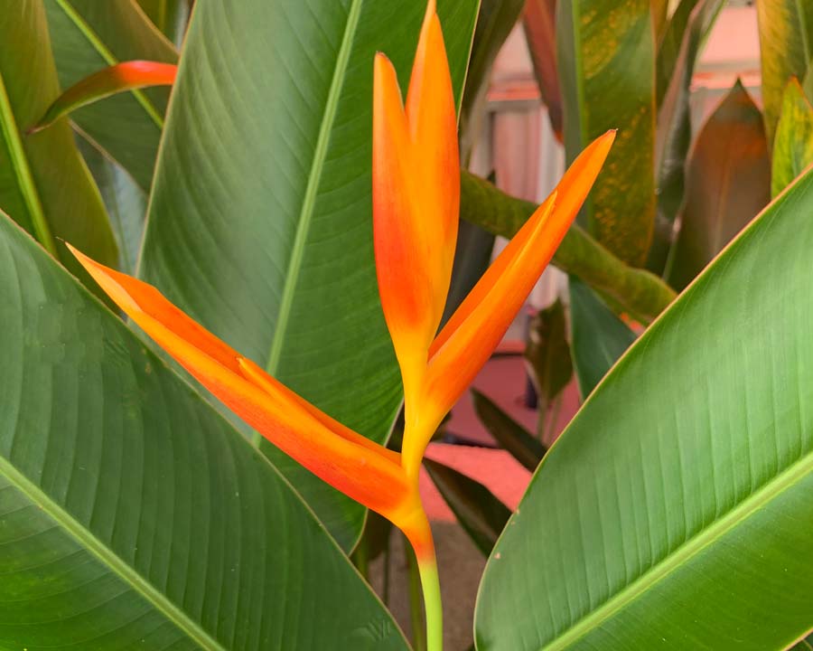 Heliconia psittacorum, Singapore Botanic Gardens