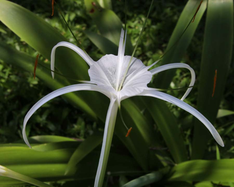 Hymenocallis caribaea