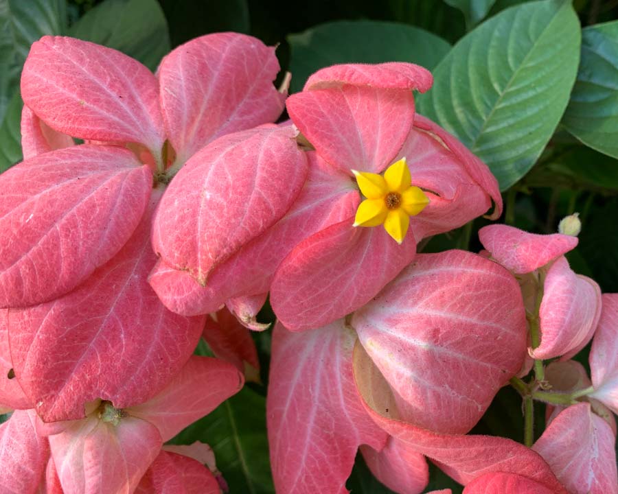 Mussaenda erythrophylla