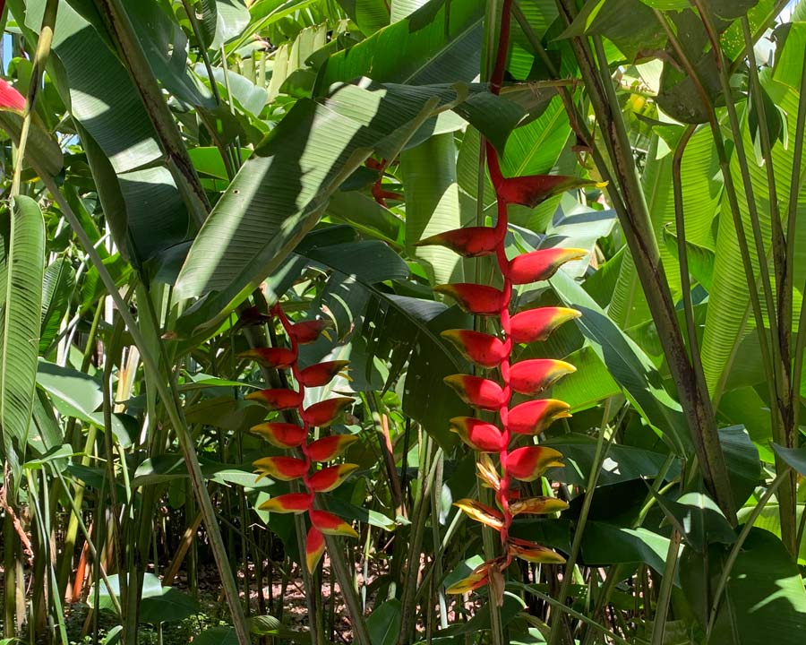 Singapore Botanic Gardens - Heliconia Walk