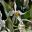 Gardens by the Bay - Singapore. Cloud Forest Dome - around the base of the mountain delicate white orchids Oncidium cirrhosum