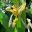 Gardens by the Bay - Singapore. Flower Fantasy yellow and white orchid