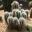 Gardens by the Bay - Singapore. Flower Dome. Semi Arid Garden