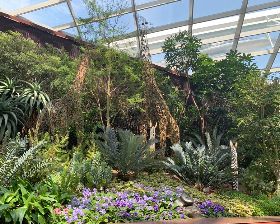 Gardens by the Bay - Singapore. Flower Dome South African Display.