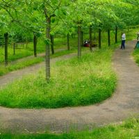 Alnwick Garden - Cherry Orchard, spectacular in springtime