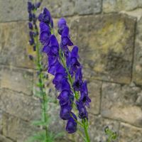 Alnwick Garden