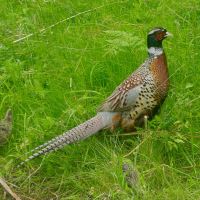 Alnwick Garden - pheasant and chicks