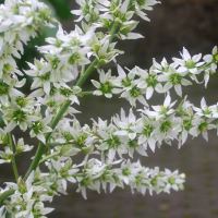 Alnwick Garden - Veratrum album - all part poisonous