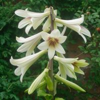 Alnwick Garden - Cardiocrinum