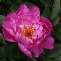 Alnwick Garden - Paeonia 'America'