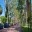 Entrance avenue to Kings Park lined with a spectacular collection of Corymbia citriodora trees planted in 1938