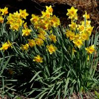 Ayrlies Gardens and Wetlands