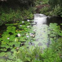 Ayrlies Gardens and Wetlands - photo Golden Aquilegia