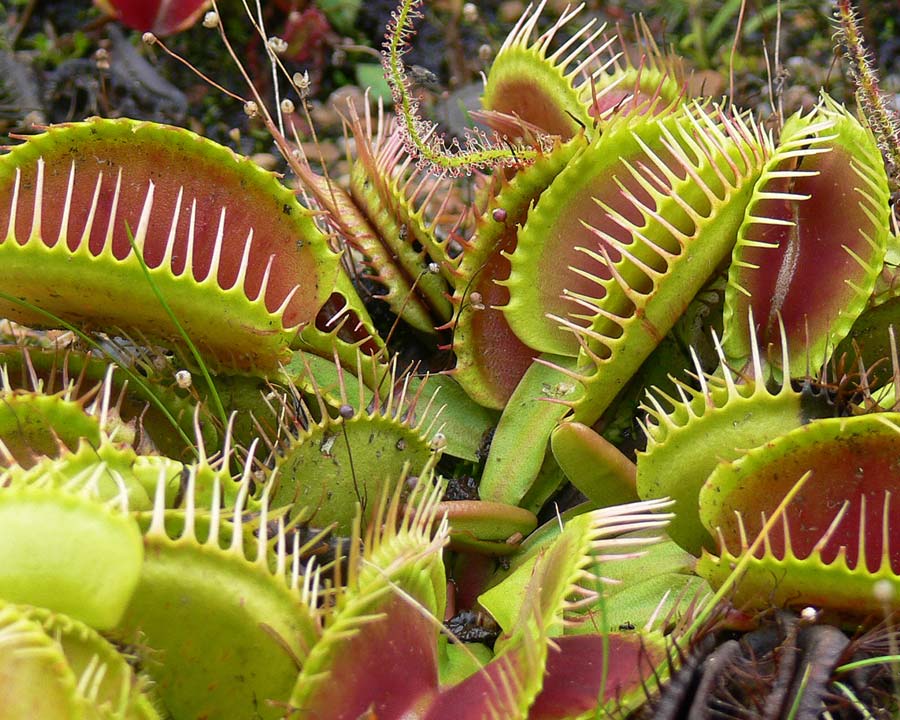 Mount Tomah Botanic Gardens